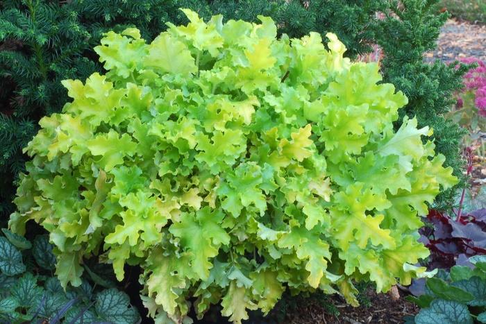Heuchera Lime Marmalade