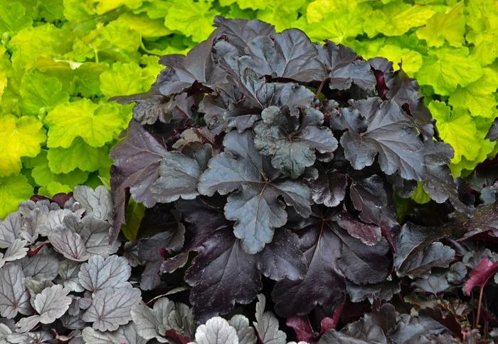 Heuchera Primo&reg; Black Pearl