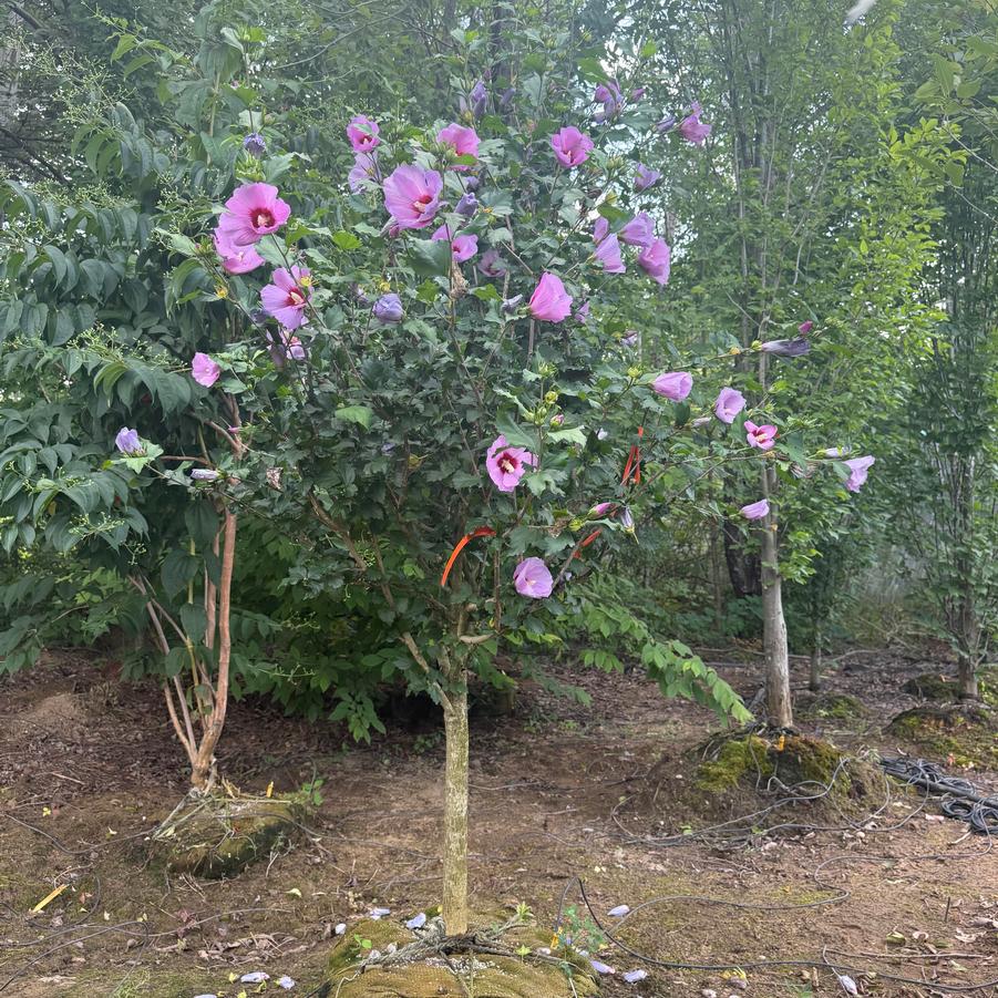 Hibiscus syriacus Minerva