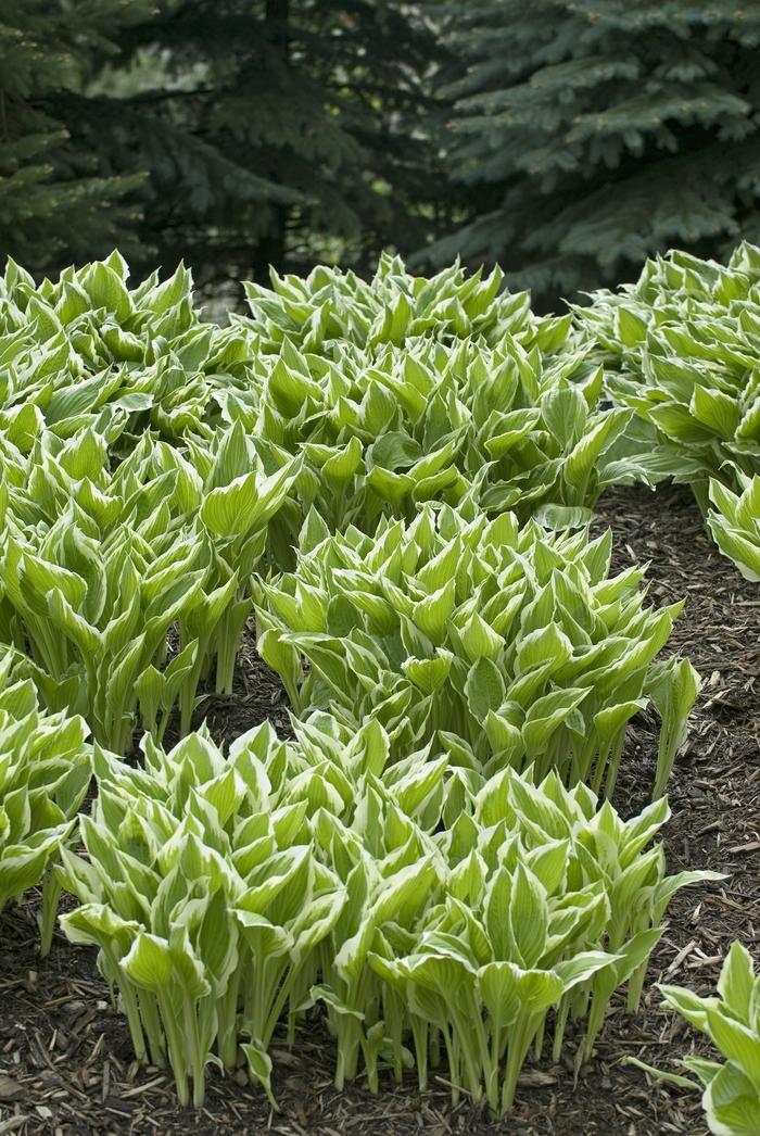 Hosta undulata Albo-marginata