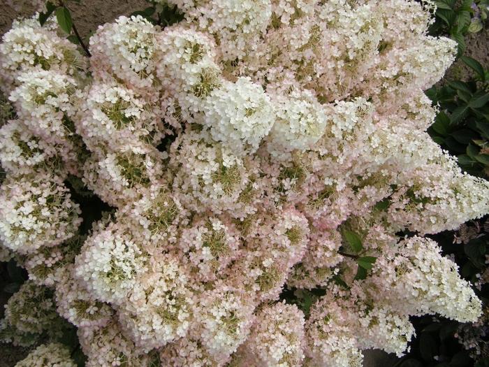 Hydrangea paniculata Bobo&reg;