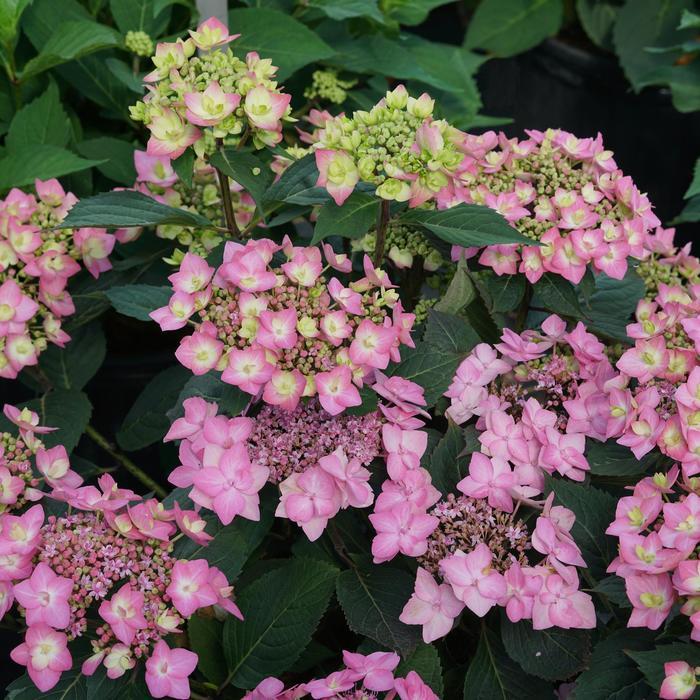 Hydrangea macrophylla x serrata Let's Dance Can Do!&reg; 