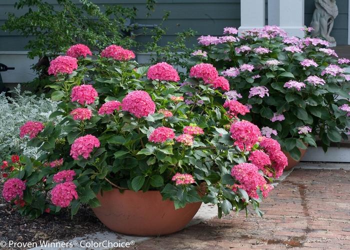 Hydrangea macrophylla Cityline&reg; Paris