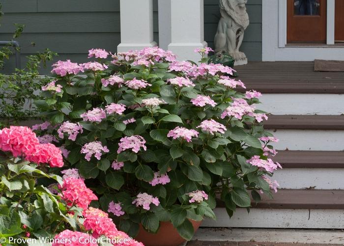 Hydrangea macrophylla Let's Dance&reg; Starlight