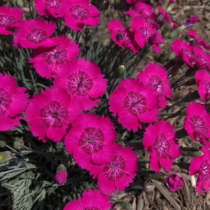 Dianthus Star Single&trade; Neon Star Improved