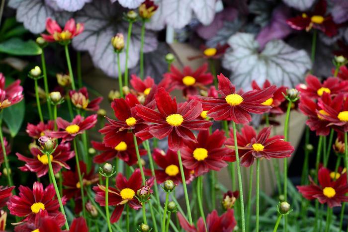 Coreopsis L'il Bang&trade; Red Elf
