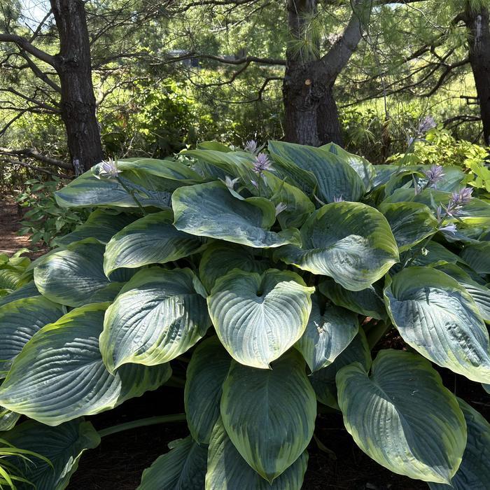 Hosta Shadowland&reg; Wu-La-La