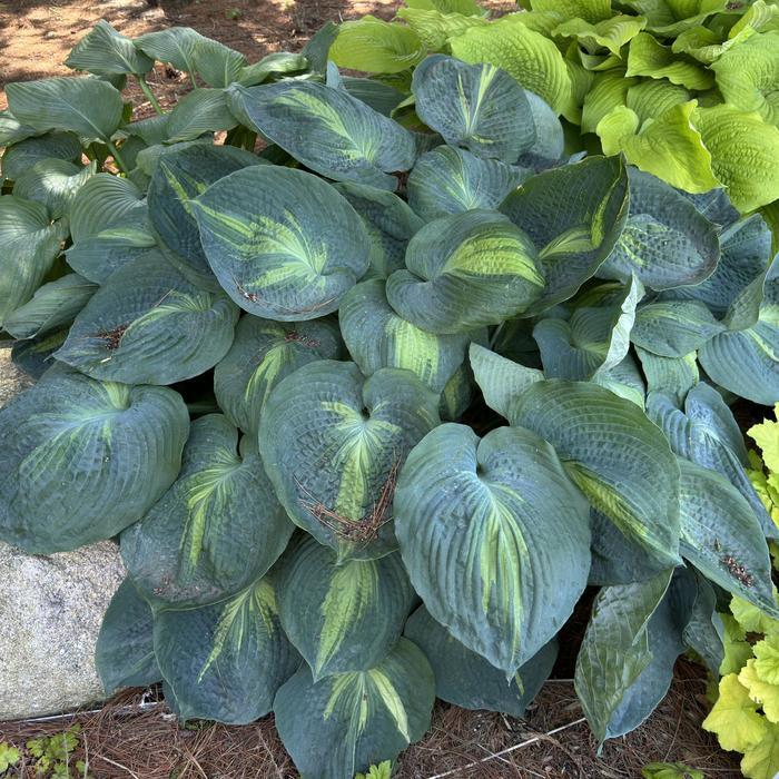 Hosta Shadowland&reg; Hudson Bay