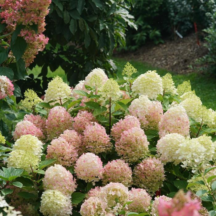 Hydrangea paniculata Fire Light Tidbit&reg;