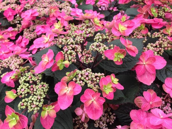 Hydrangea serrata Tuff Stuff&trade; Red