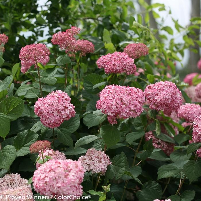 Hydrangea arborescens Invincibelle&reg; Spirit II