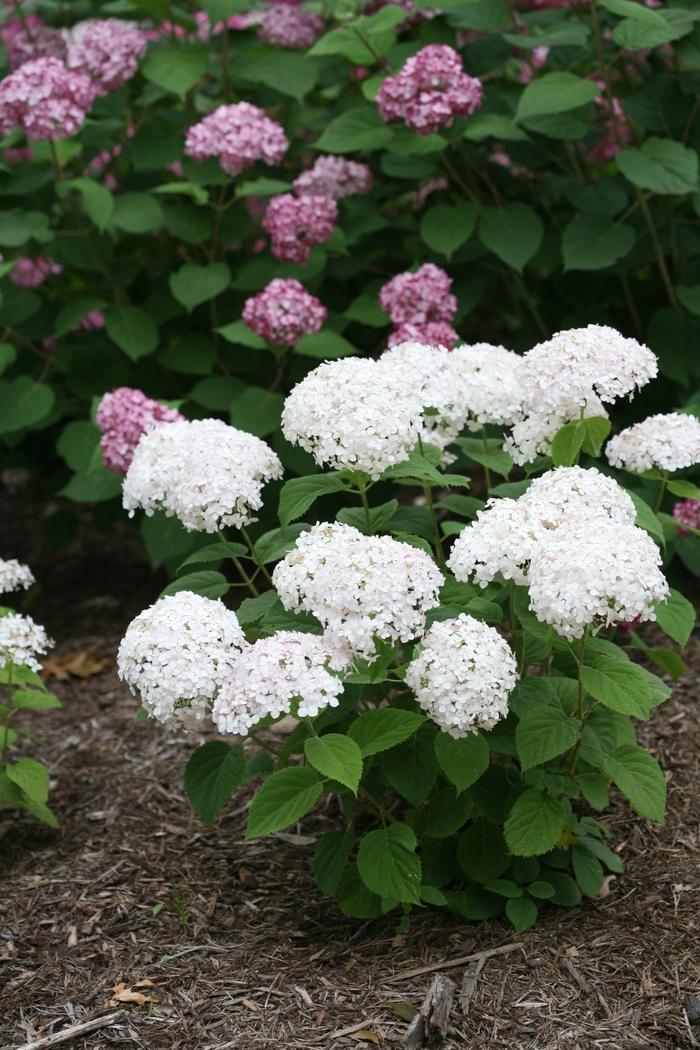 Hydrangea arborescens Invincibelle Wee White&reg; 