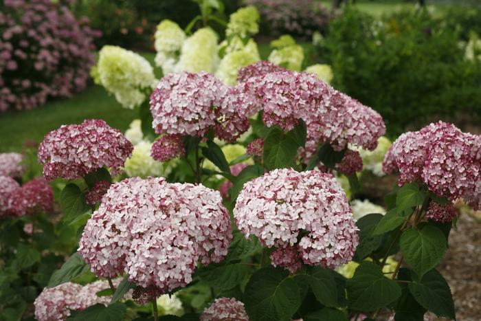Hydrangea arborescens Incrediball&reg; Blush