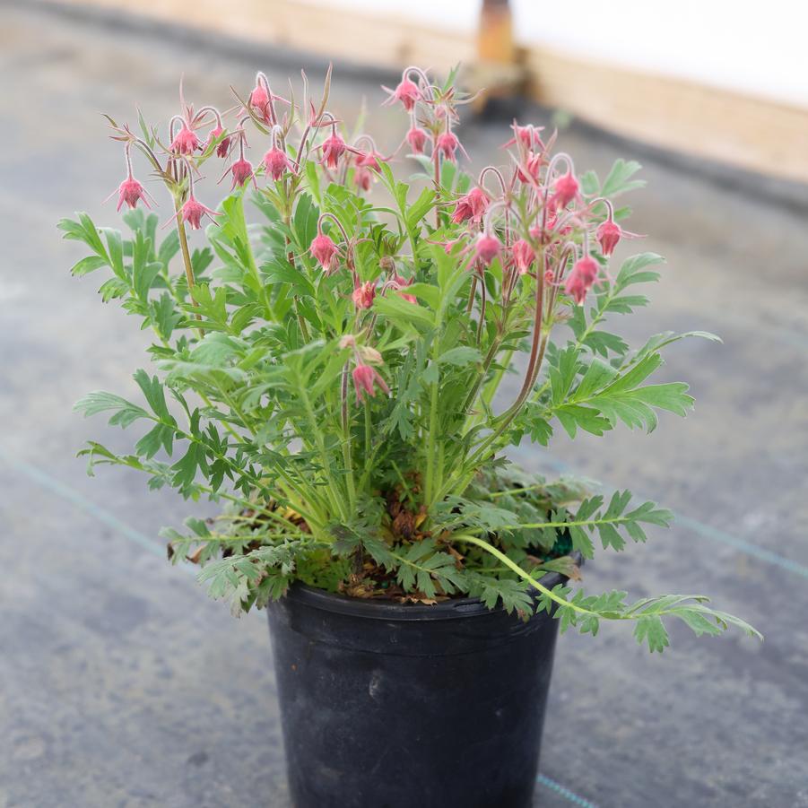 Geum triflorum 