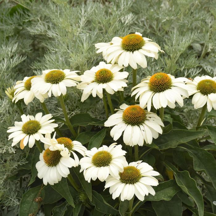 Echinacea Color Coded&trade; The Price is White