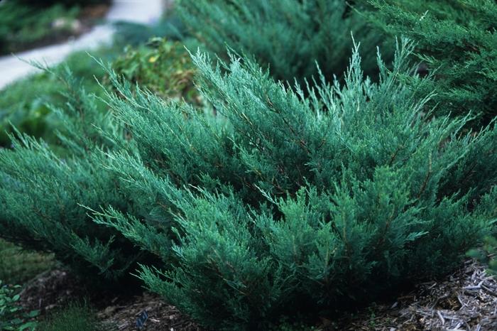 Juniperus horizontalis Hughes