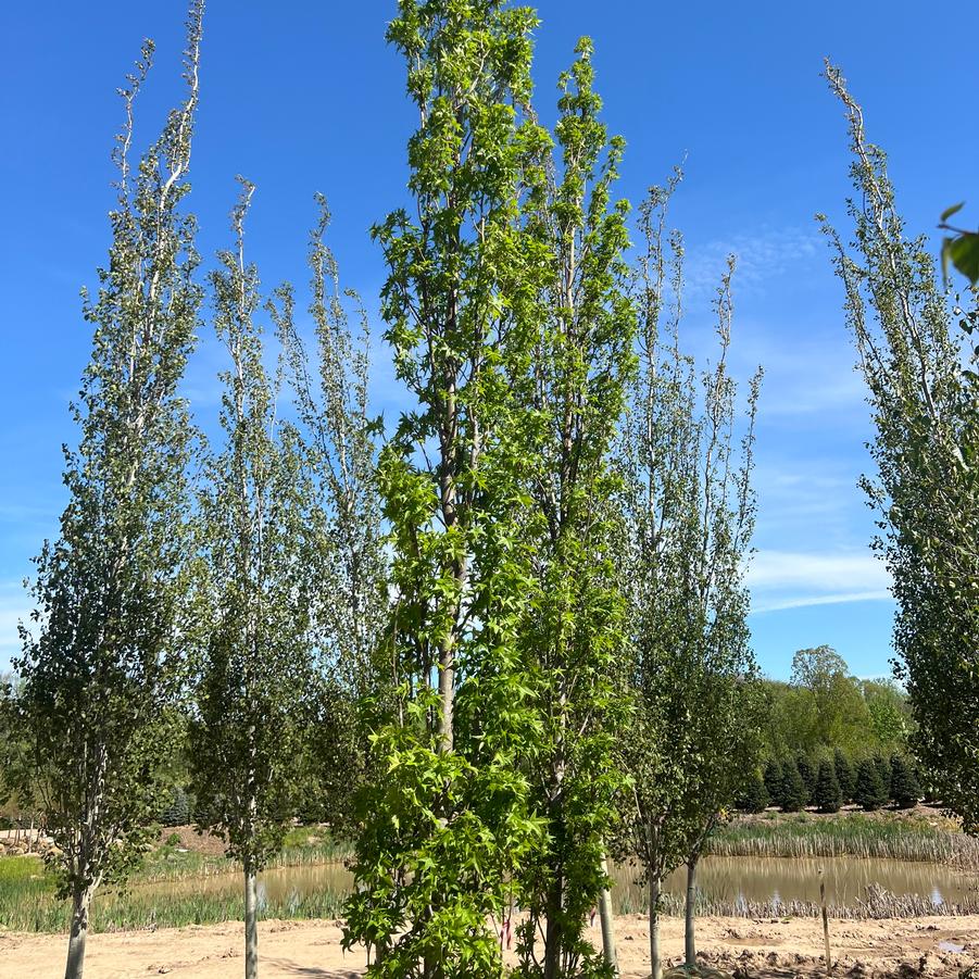 Liquidambar styraciflua Slender Silhouette