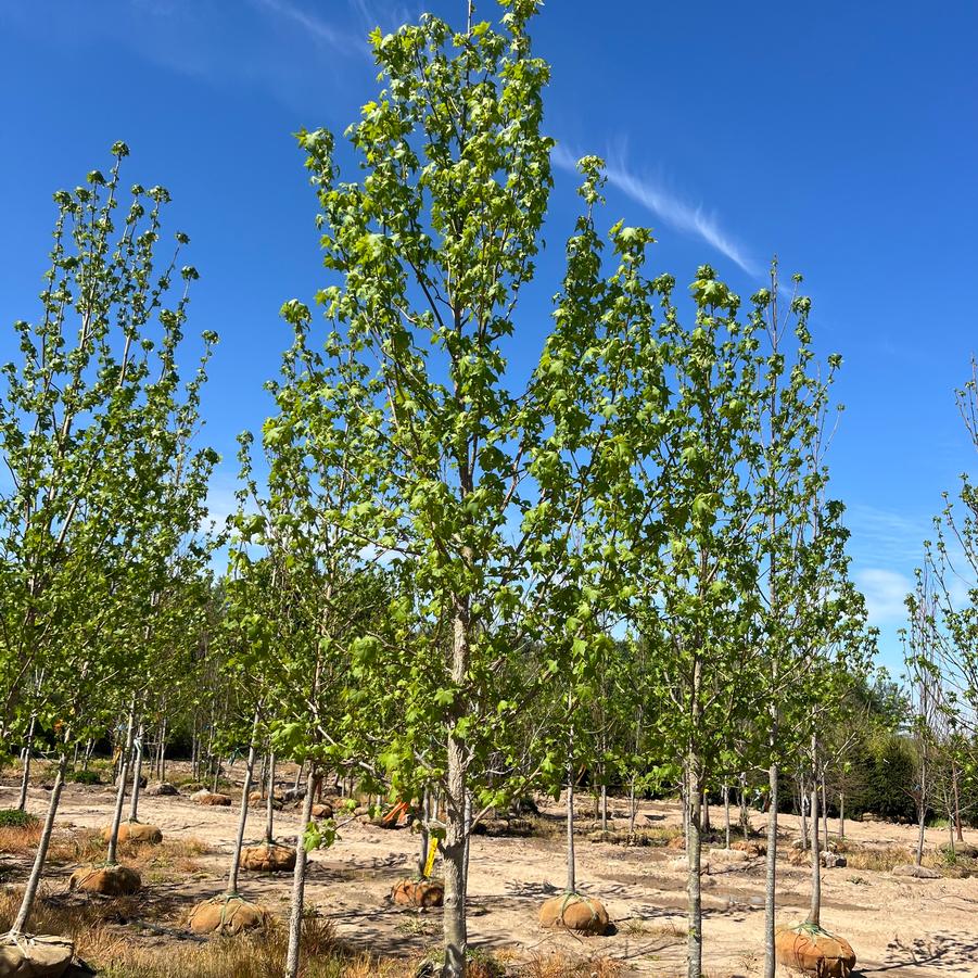 Liquidambar styraciflua 
