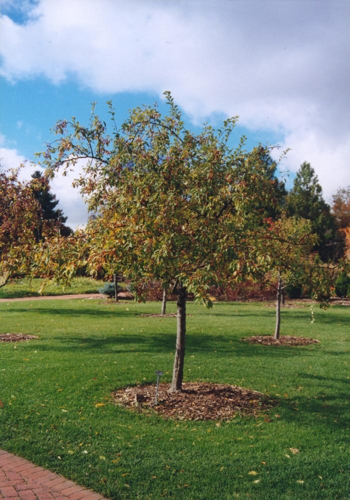 Malus floribunda 