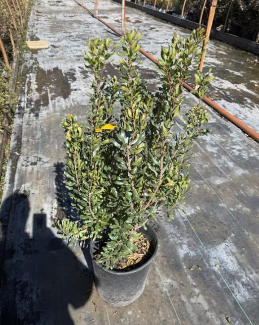 Myrica pensylvanica 