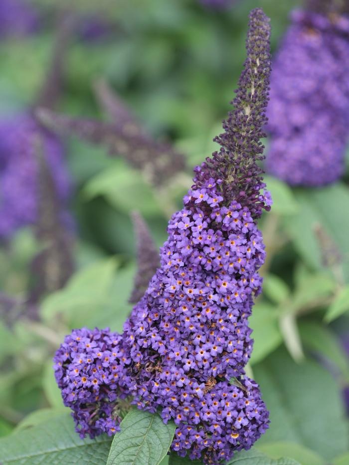 Buddleia Pugster Blue&reg;