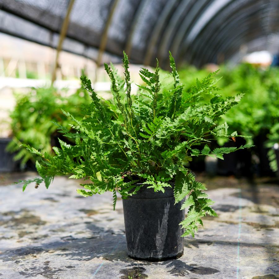 Osmunda cinnamomea 