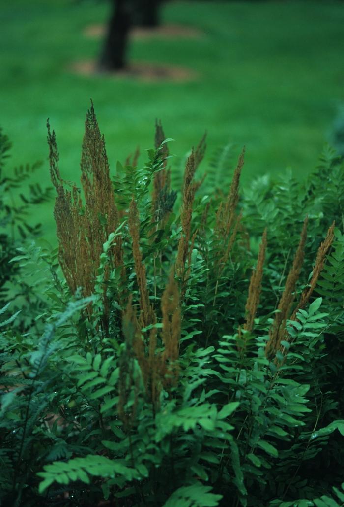 Osmunda regalis 