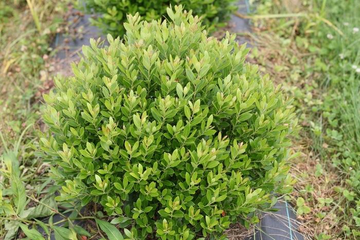 Ilex glabra Strongbox&reg;