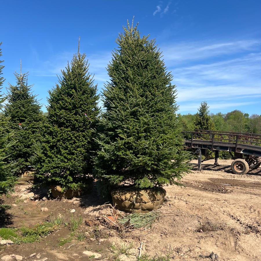 Abies balsamea - Balsam Fir from Great Lakes Landscape Supply