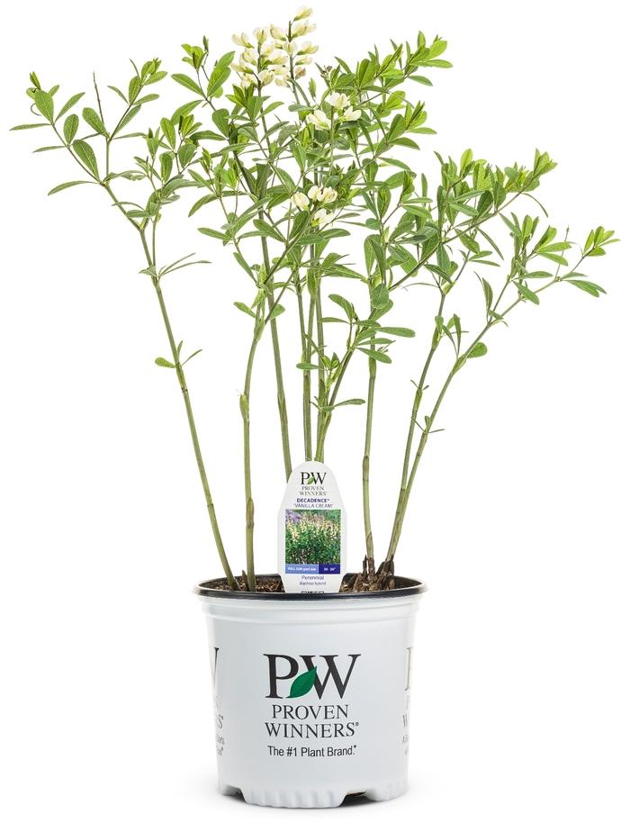 Baptisia Decadence&reg; Vanilla Cream