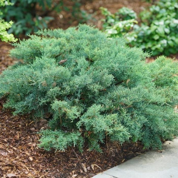 Juniperus chinensis Montana Moss&reg;