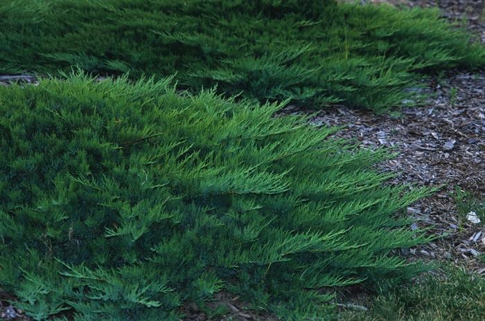 Juniperus sabina var tamariscifolia 