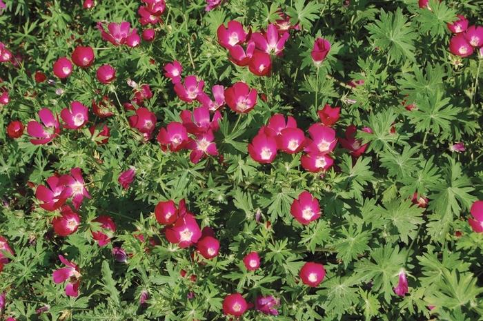 Callirhoe involucrata 