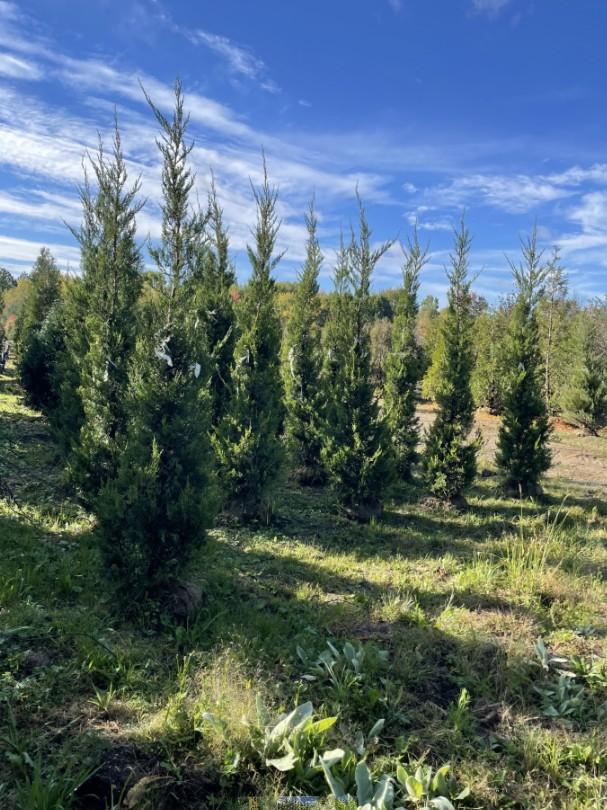 Juniperus chinensis 'Fairview' - Juniper from Great Lakes Landscape Supply