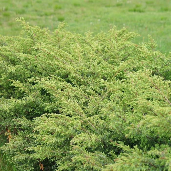 Juniperus communis Tortuga&reg;