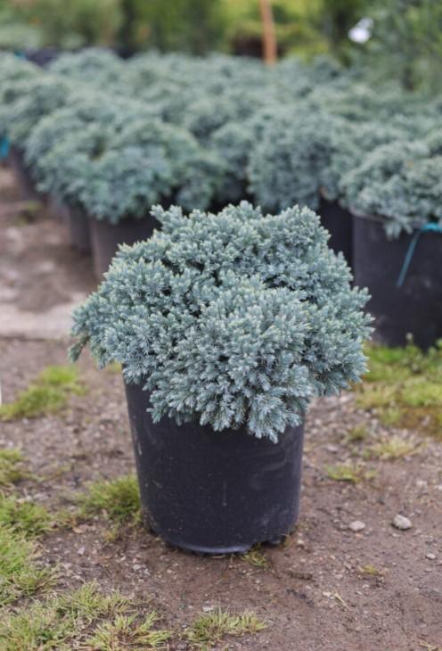 Juniperus squamata 'Blue Star' #5 - Juniper from Great Lakes Landscape Supply
