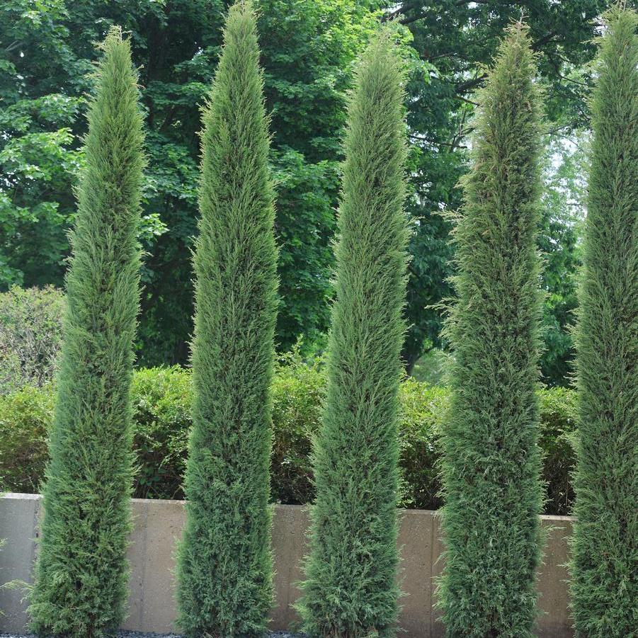 Juniperus virginiana 'Taylor' - Juniper from Great Lakes Landscape Supply