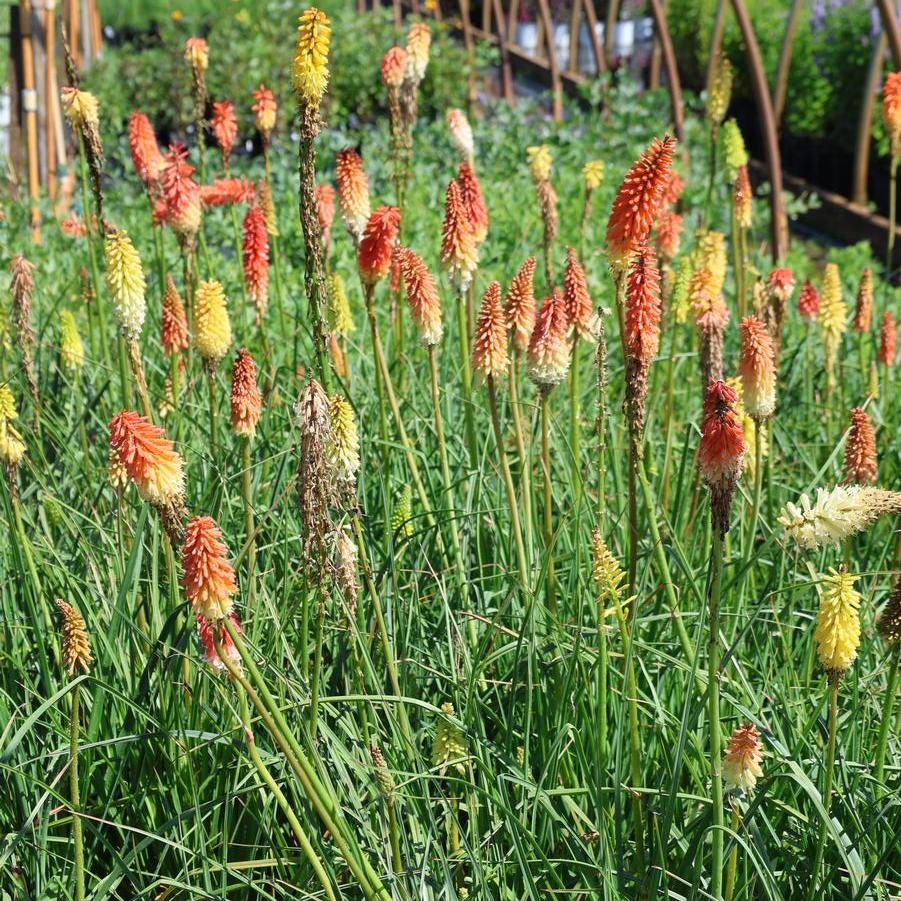 Kniphofia hirsuta 'Fire Dance' - Red Hot Poker from Great Lakes Landscape Supply