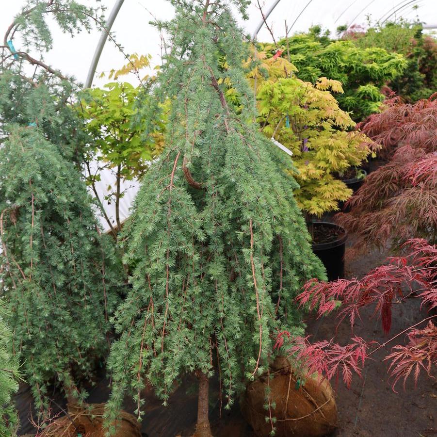 Larix decidua 'Pendula' - Weeping Serpentine European larch from Great Lakes Landscape Supply