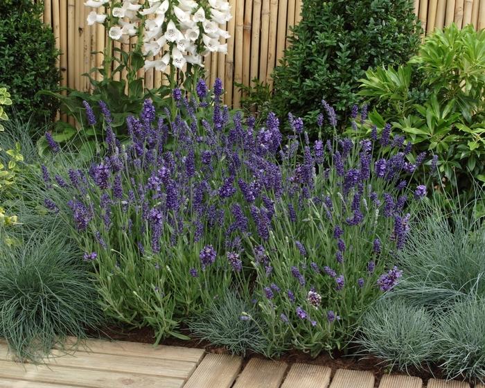 Lavandula angustifolia Ellagance Purple