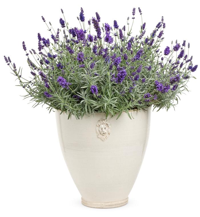 Lavandula angustifolia Sweet Romance&reg;