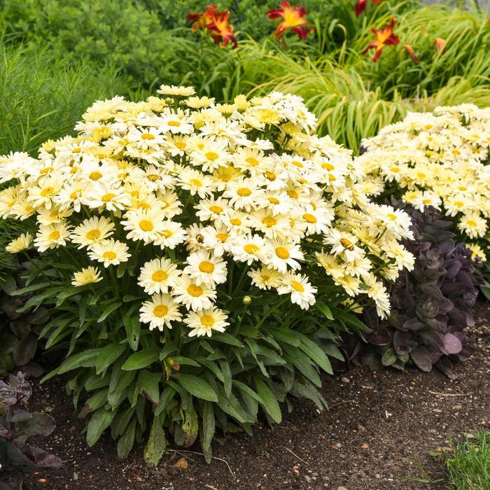Leucanthemum x superbum Amazing Daisies&reg; Banana Cream II