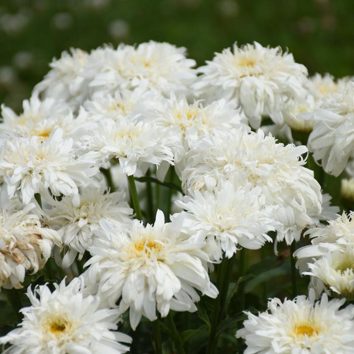 Leucanthemum x superbum Amazing Daisies&reg; Marshmallow