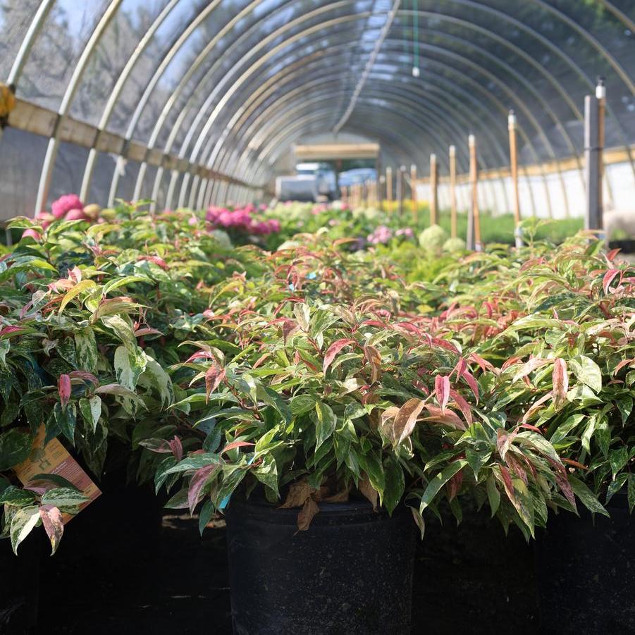 Leucothoe fontanesiana 'Girard's Rainbow' - Leucothoe from Great Lakes Landscape Supply