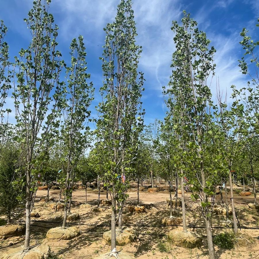 Liriodendron tulipifera 'Fastigiatum ('Arnold')' - Columnar Tulip Tree from Great Lakes Landscape Supply