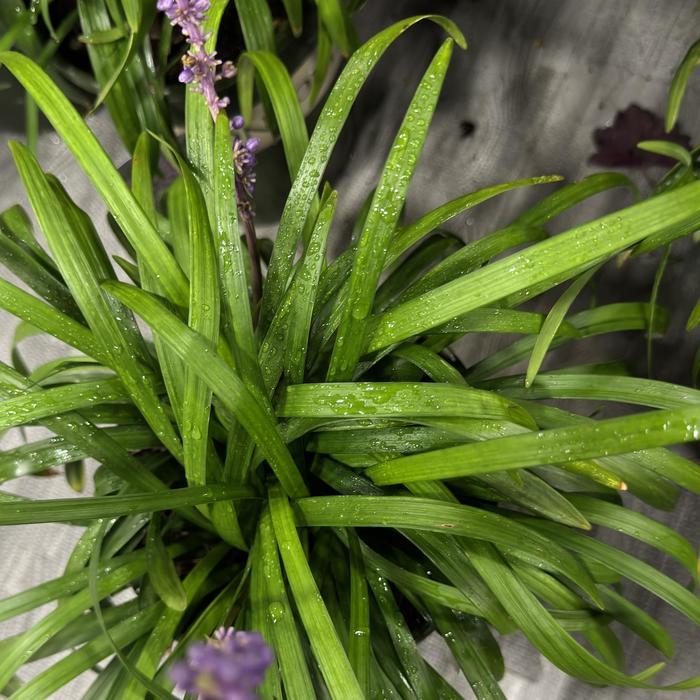Liriope muscari Royal Purple
