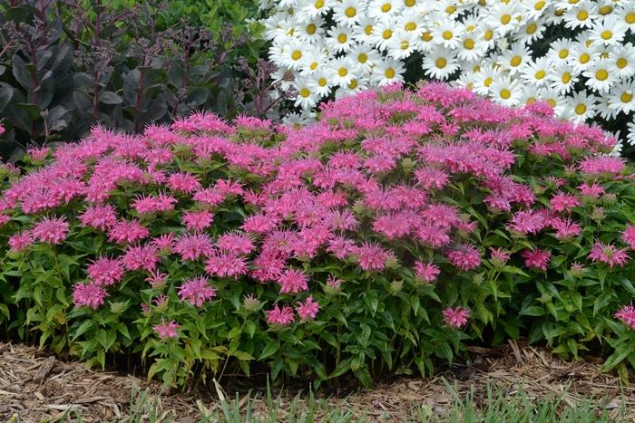 Monarda didyma Pardon My Pink