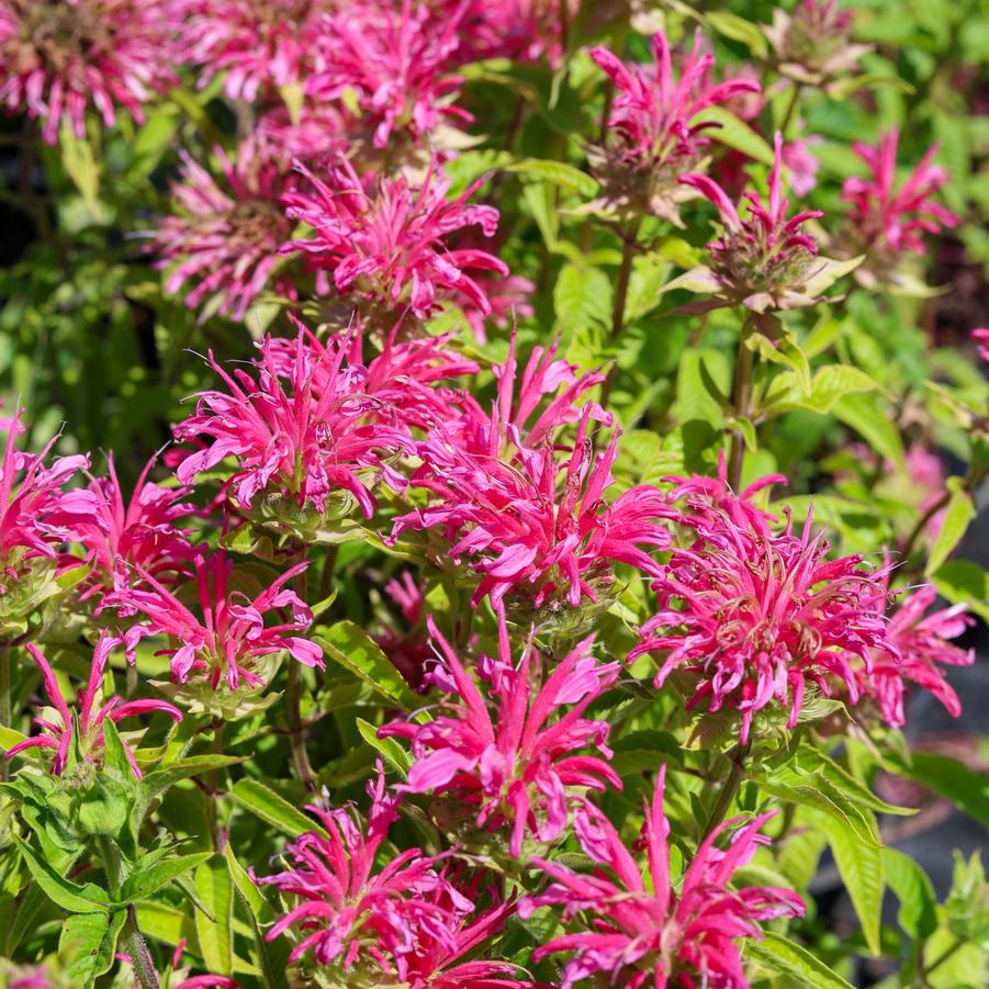 Monarda didyma 'Coral Reef' - Bee Balm from Great Lakes Landscape Supply