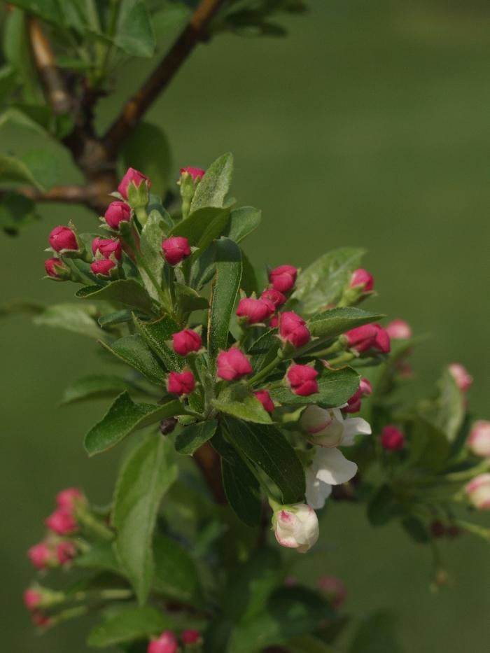 Malus sargentii Firebird&reg;