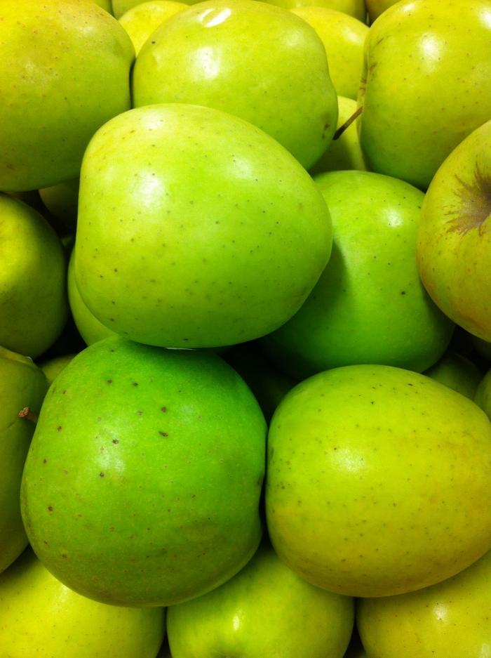 Malus domestica Golden Delicious